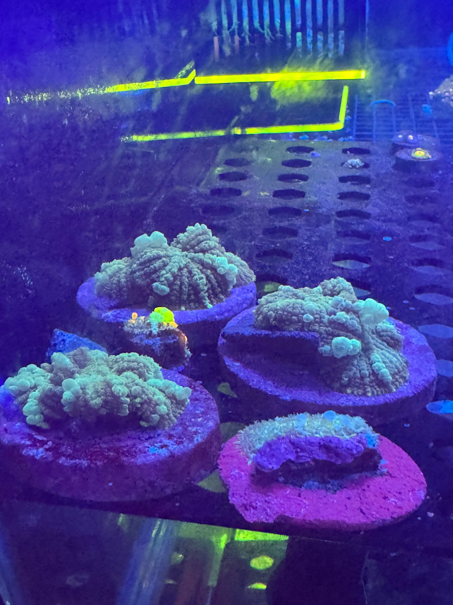 Green Bounce mushroom