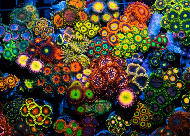 Zoas