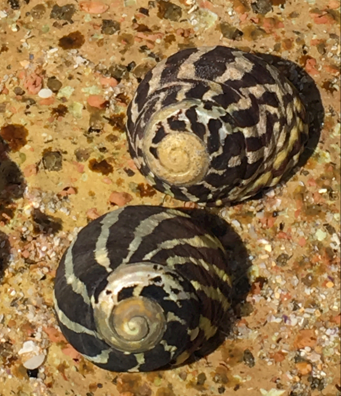 Zebra snails