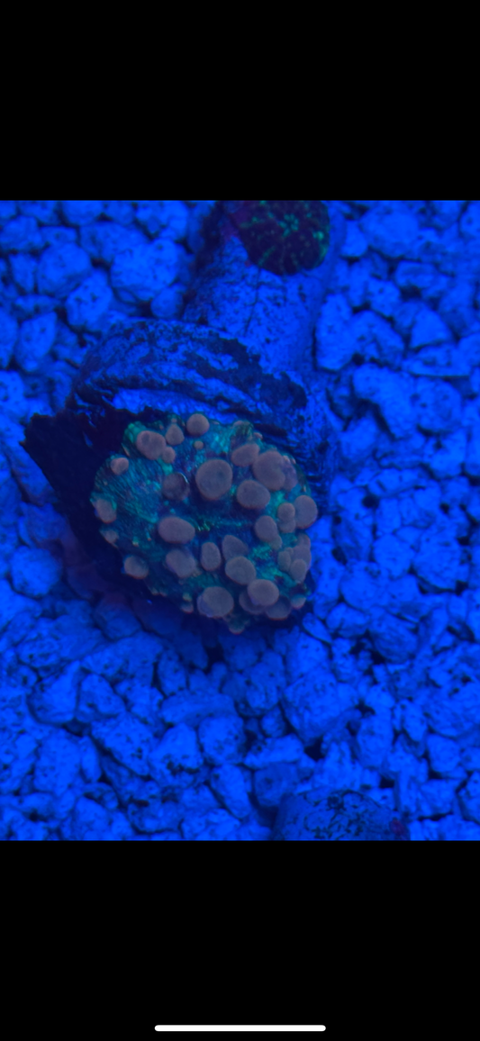 Neptune Bounce Mushroom Coral