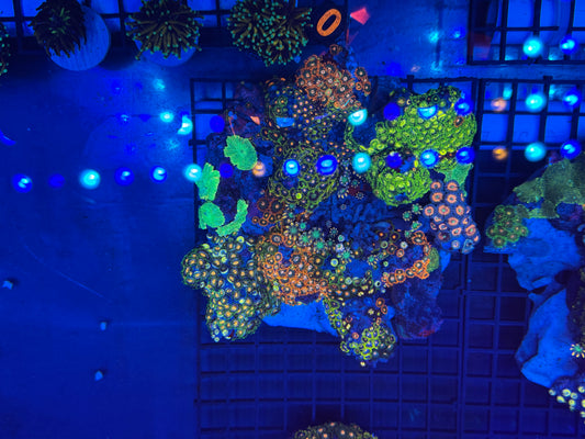 Zoa Garden