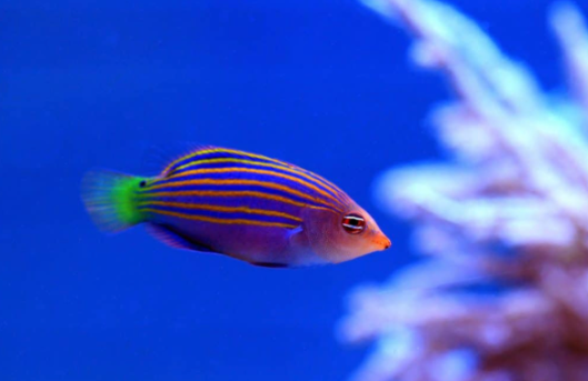 Sixline Wrasse