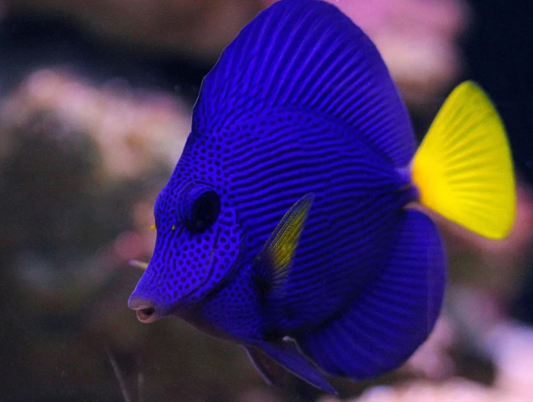 Purple Tang