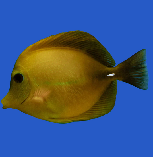 Scopas Tang