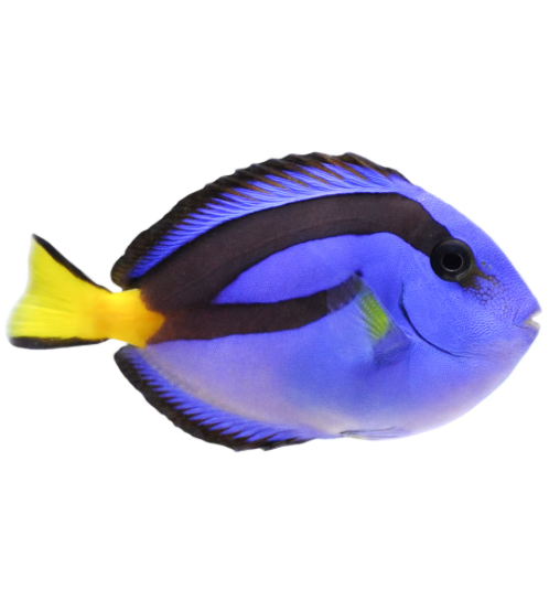 Blue Tang